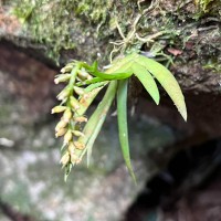 Oberonia longibracteata Lindl.